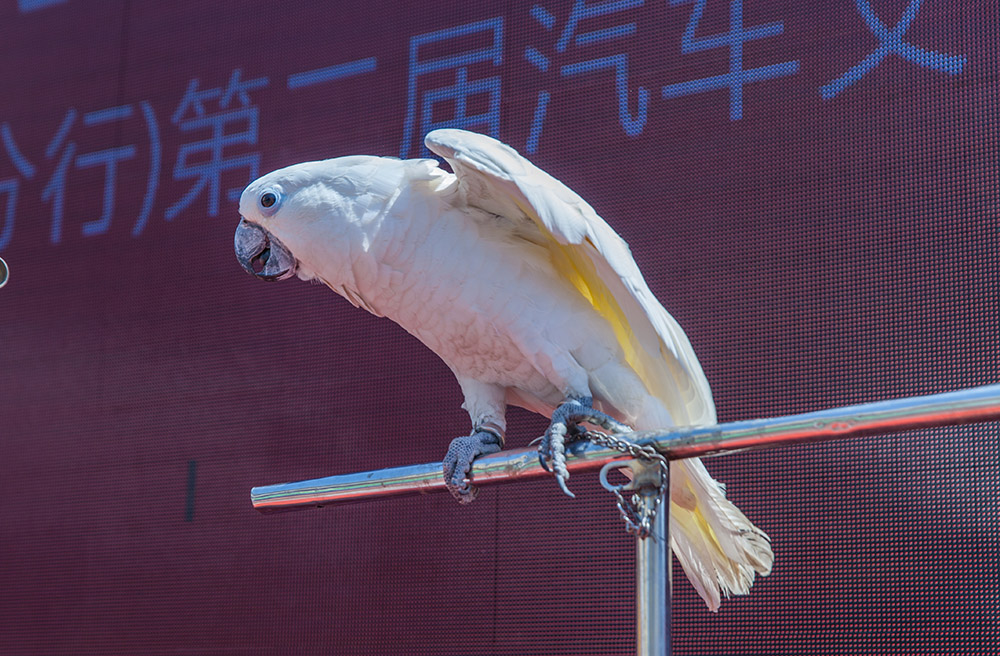【車展第一天】遇到那個TA，放棄蘋果8......
